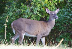 Odocoileus virginianus borealis