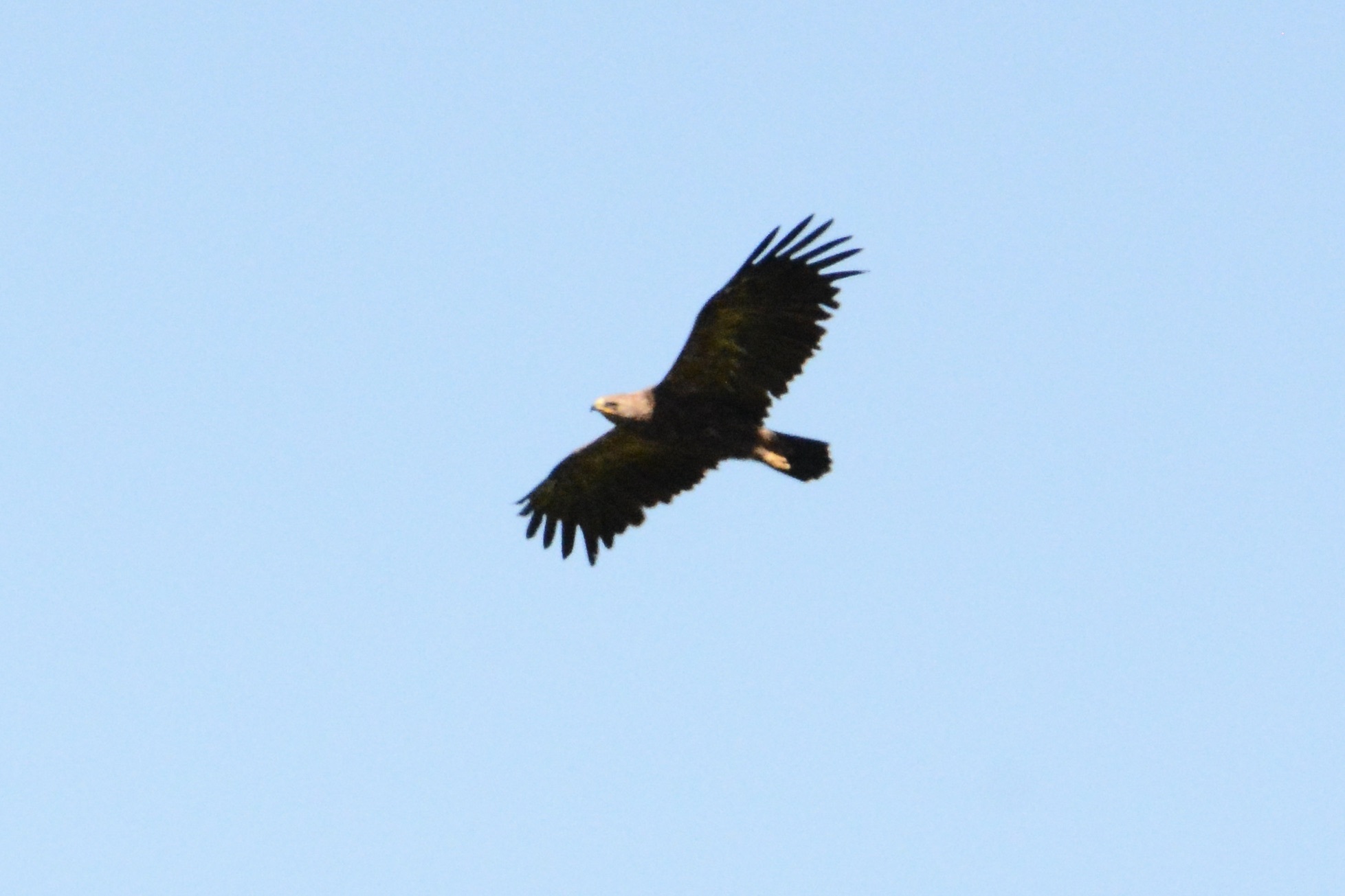 Lesser Spotted Eagle