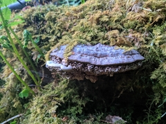 Agathomyia wankowiczii