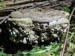 Agathomyia wankowiczii