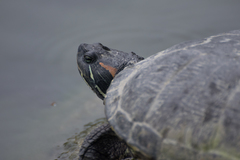 Trachemys scripta elegans