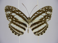 Pseudoneptis bugandensis ianthe