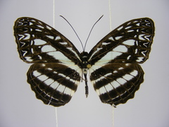 Pseudoneptis bugandensis ianthe