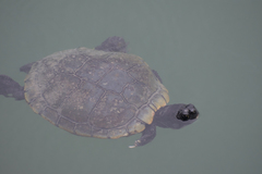 Trachemys scripta elegans