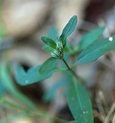 Brunoniella
