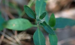 Brunoniella