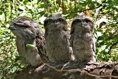 Tawny Frogmouth, photo 8 of 9