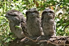 Tawny Frogmouth photo 4