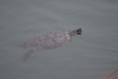 Trachemys scripta elegans