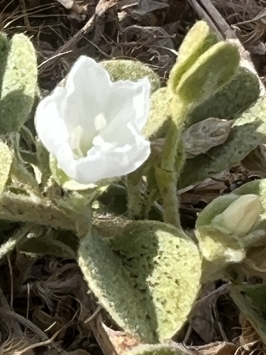 Jacquemontia sandwicensis observed 2024-06-14
