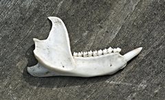 Pseudocheirus peregrinus