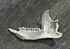 Pseudocheirus peregrinus