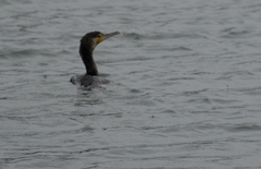Phalacrocorax carbo