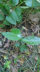 Magnoliopsida
