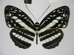 Pseudoneptis bugandensis ianthe