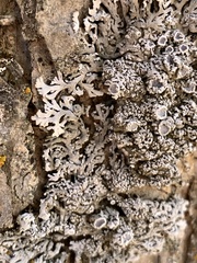 Physconia subpallida