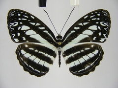 Pseudoneptis bugandensis ianthe