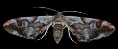 Hypochrosis binexata