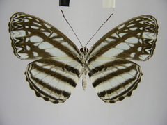 Pseudoneptis bugandensis ianthe