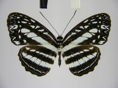 Pseudoneptis bugandensis ianthe