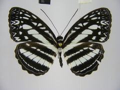 Pseudoneptis bugandensis ianthe