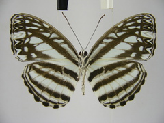 Pseudoneptis bugandensis ianthe