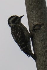 Yungipicus moluccensis