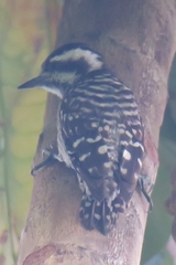 Yungipicus moluccensis