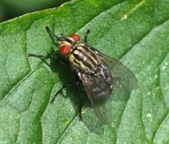 Sarcophaga bidentata
