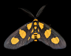 Pseudeuchromia