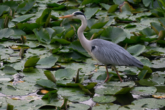 Ardea cinerea