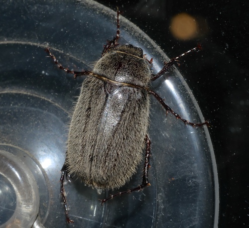 Phyllophaga crenulata photo 3