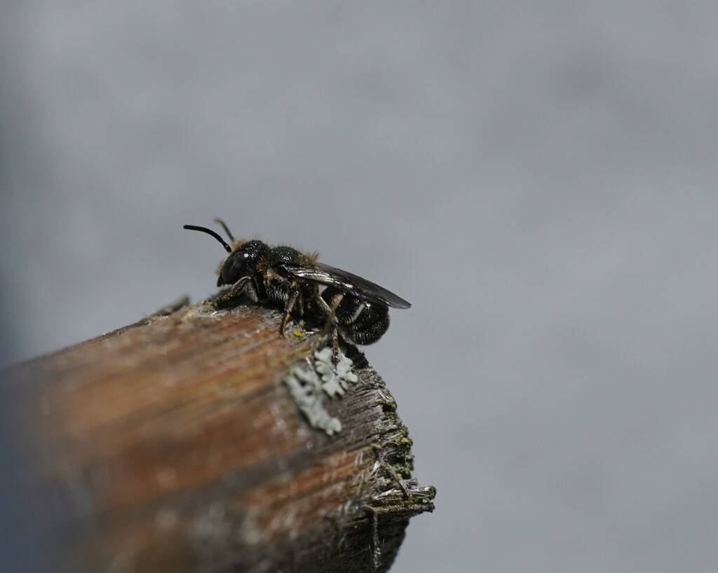 Small-headed Resin Bee