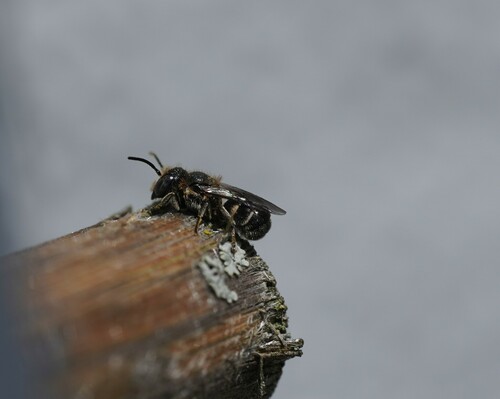 Small-headed Resin Bee