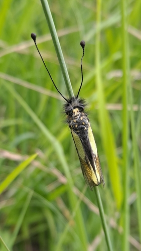Libelloides coccajus