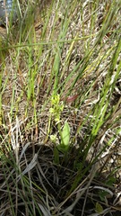 Liparis loeselii