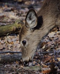Odocoileus virginianus borealis