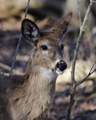 Odocoileus virginianus borealis