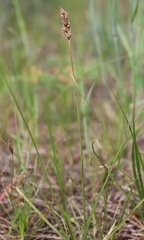 Carex stenophylla