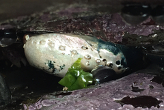 Haliotis cracherodii