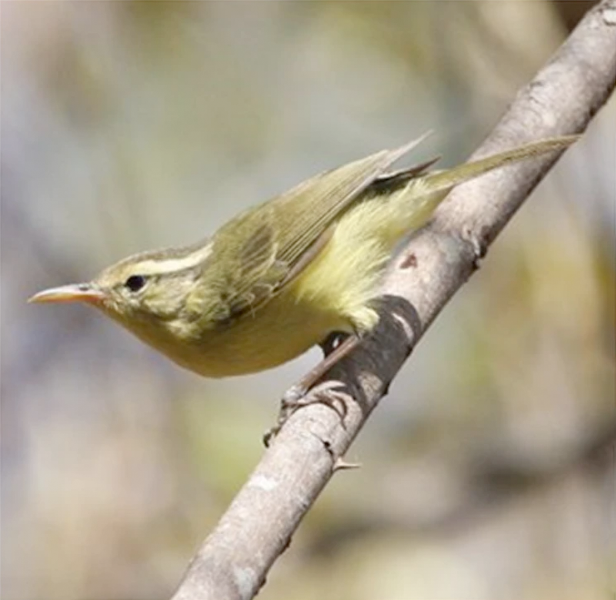 Rote Leaf Warbler photo