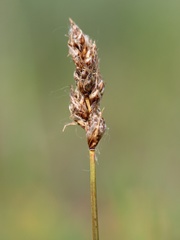 Carex stenophylla