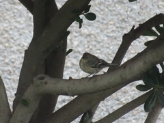 Setophaga coronata