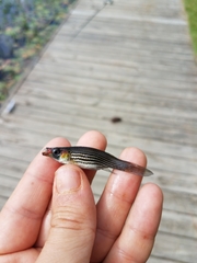 Fundulus lineolatus