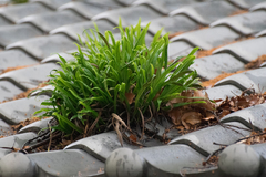 Lepisorus thunbergianus