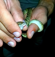 Leptodeira ashmeadii