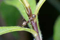 Formica cunicularia