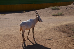 Oryx leucoryx
