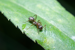 Formica cunicularia