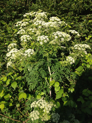 Conium maculatum